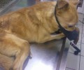 Καβάλα: «Ξέχασε» για ένα μήνα τα σκυλιά του χωρίς τροφή και νερό μέσα στο διαμέρισμα που ξενοίκιασε